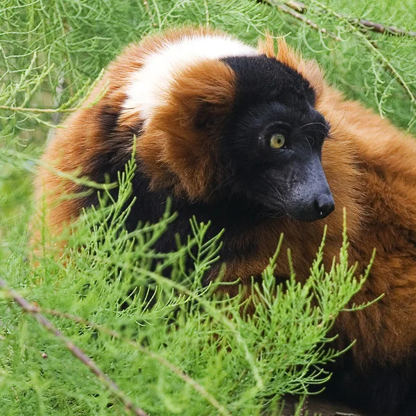Rosso lemure vari, varecia rubra — Foto Stock