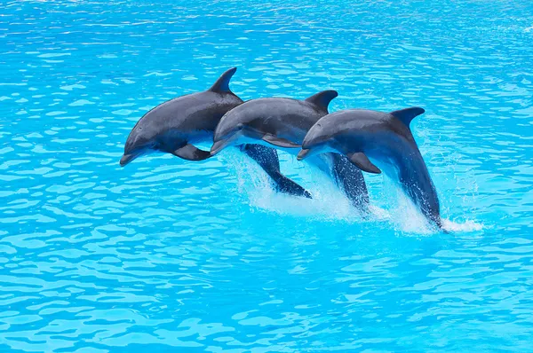 Golfinhos-de-garrafa saltadores, Tursiops truncatus — Fotografia de Stock