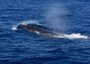 Surfacing Fin Whale ( Balaenoptera physalus) clipart