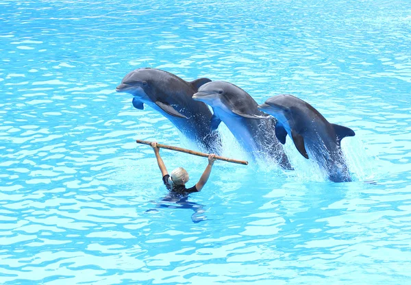 Leaping Bottlenose Dolphins — Stock Photo, Image