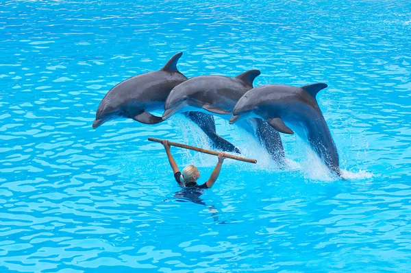 Três golfinhos-de-garrafa, Tursiops truncatus , — Fotografia de Stock