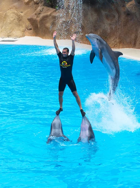 Skaczące delfiny — Zdjęcie stockowe