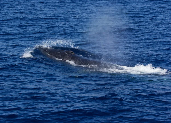 Surfacing Fin Whale ( Balaenoptera physalus) — Stock Photo, Image