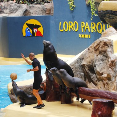 Sealion Show clipart