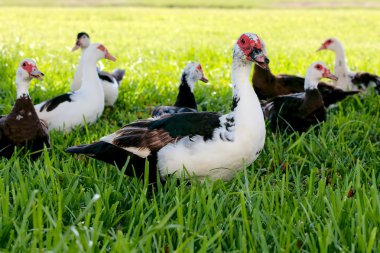 Muscovy Ducks clipart