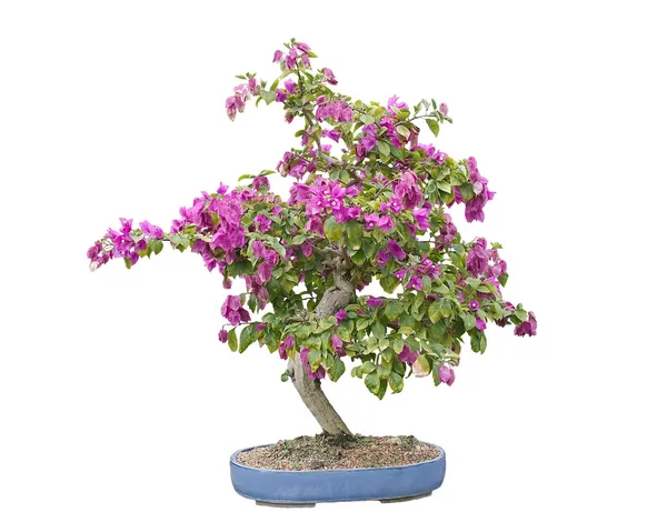 Popínavé rostliny bonsaje — Stock fotografie