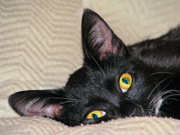 Uyarı ev kedisi — Stok fotoğraf