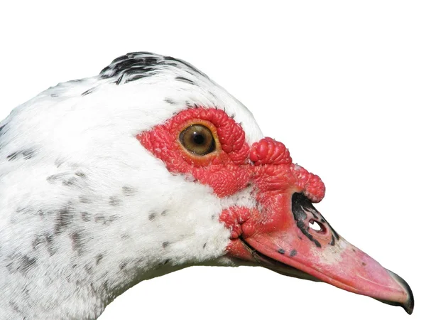 Pato moscovita hembra — Foto de Stock