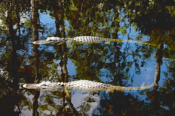 Alligatori americani (Alligator Mississippiensis ) — Foto Stock