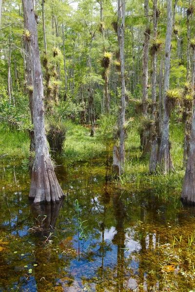 Лисий дерев кипариса болото — стокове фото