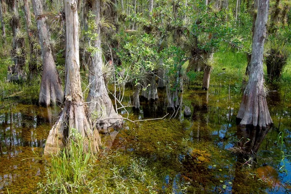 Bald Cypress Trees Swamp — Stock Photo, Image