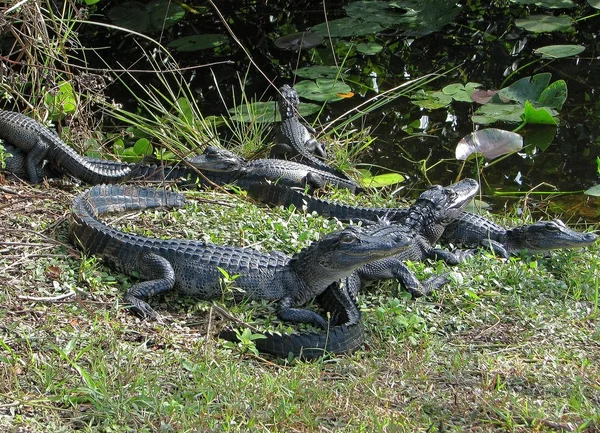 Baby American Alligators — Stock Photo, Image