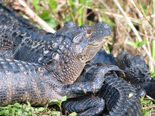 Bébé Alligators américains — Photo