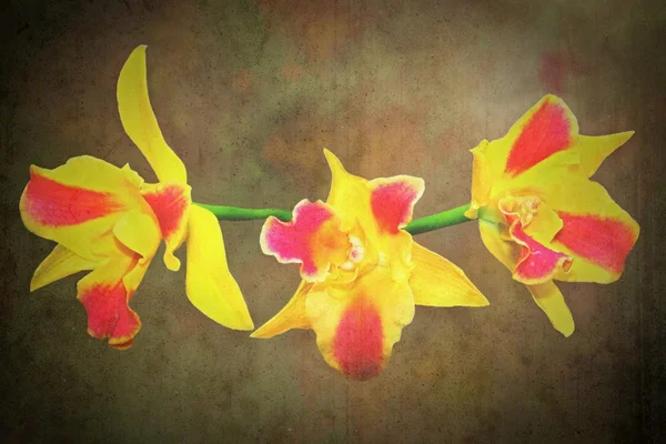 Czerwona i żółta orchidea — Zdjęcie stockowe