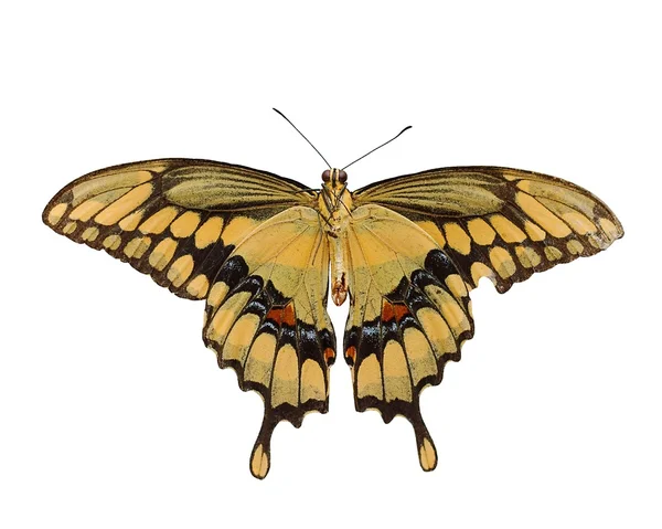 Giant Swallowtail Butterfly, isolated — Stock Photo, Image
