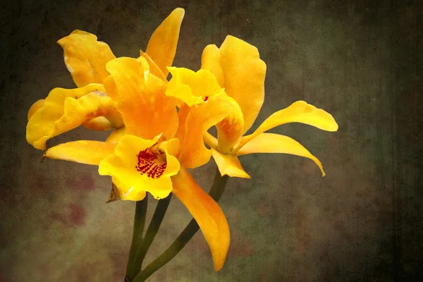 Oranžové spatřen lip cattleya orchidej — Stock fotografie