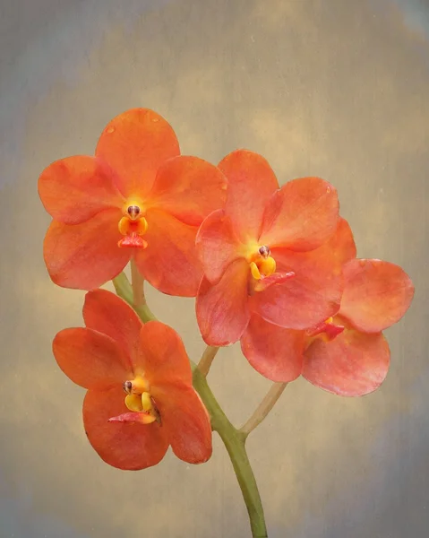 Red Scarlet orchid — Stock Photo, Image