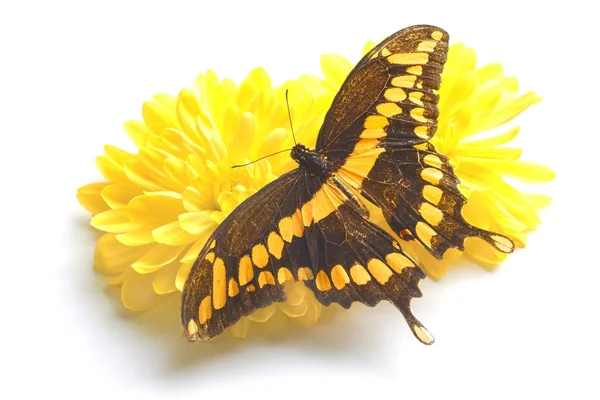 Giant Swallowtail Butterfly — Stock Photo, Image