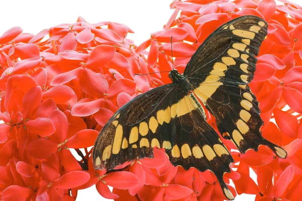 Гигантская ласточковая бабочка — стоковое фото