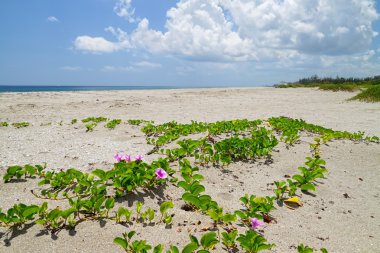 Beach with Railroad Vine clipart