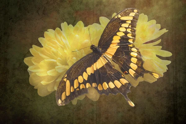 Giant Swallowtail Butterfly — Stock Photo, Image