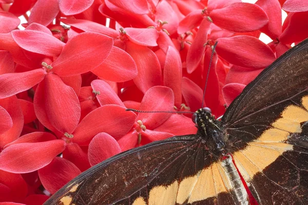 Гигантская ласточковая бабочка — стоковое фото