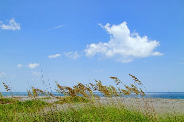 くま草とビーチ — ストック写真