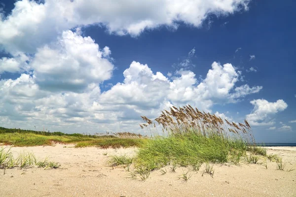 Spiaggia con erba di orso — Foto Stock