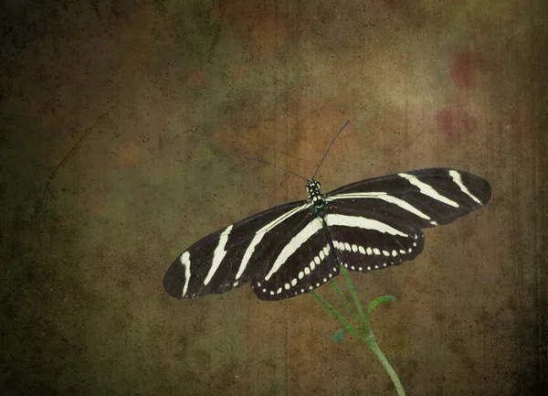 Zebra Longwing Butterfly — Stock Photo, Image