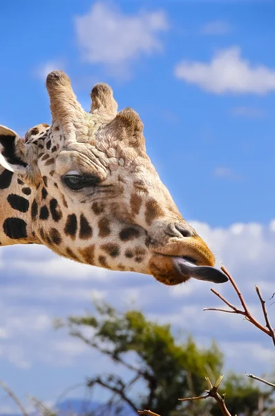 A giraffe Tasting a Branch — Stock Photo, Image