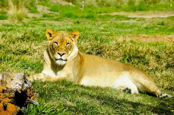 Жіночі лев — стокове фото