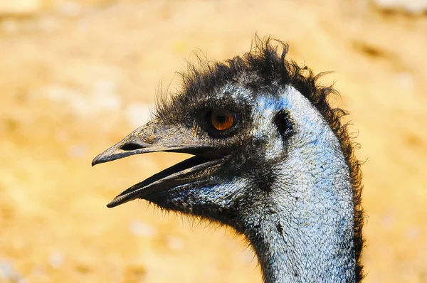 Porträtt av en emu — Stockfoto