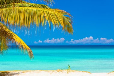 Palm leaves and the cuban beach of Varadero clipart