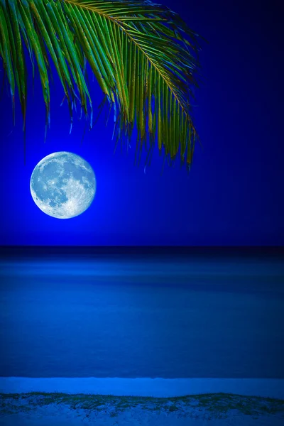 Παραλία τη νύχτα με φεγγάρι και μια παλάμη δέντρο — Φωτογραφία Αρχείου