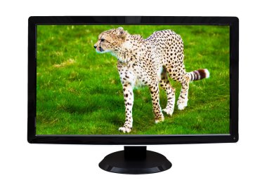 TV Display showing a cheetah isolated on white clipart