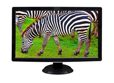 tv ekranı üzerinde beyaz izole bir zebra gösterilen