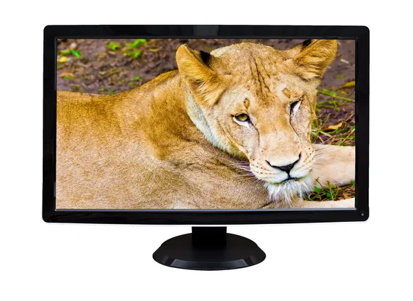 テレビ表示白で隔離されるライオン — ストック写真