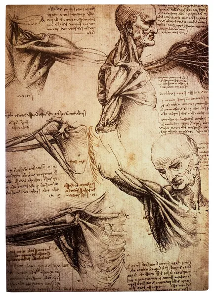 Leonardo davinci tarafından çizimler — Stok fotoğraf