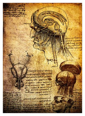 Ancient anatomical drawings by Leonardo DaVinci clipart