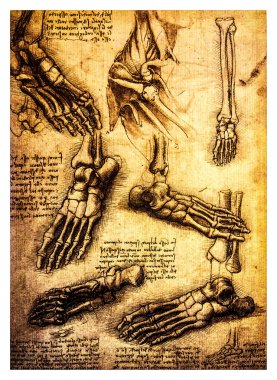 Ancient anatomical drawings by Leonardo DaVinci clipart