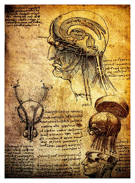 Oude anatomische tekeningen van leonardo davinci — Stockfoto