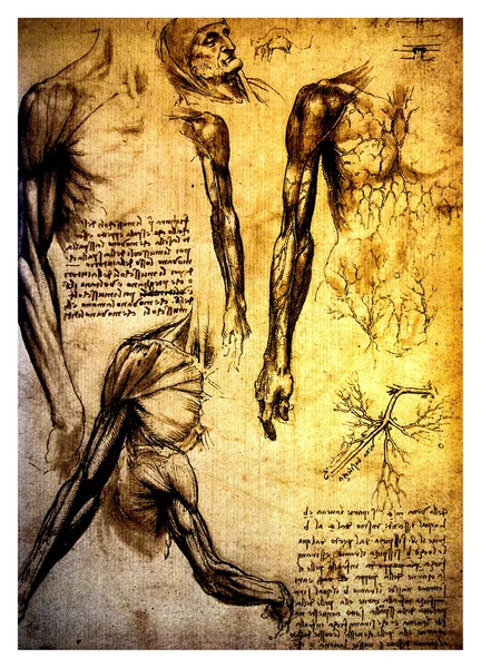 Desenhos anatômicos antigos de Leonardo DaVinci — Fotografia de Stock