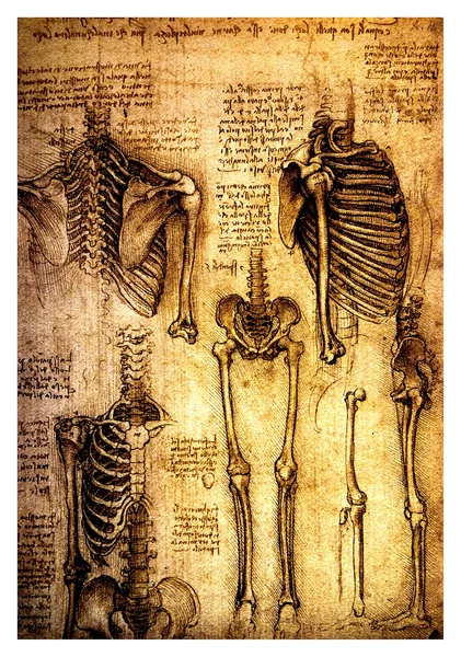 Starożytne rysunki anatomiczne przez leonardo da Vinci — Zdjęcie stockowe