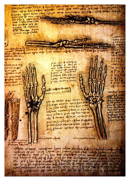 Стародавні анатомічні малюнки Leonardo Davinci — стокове фото