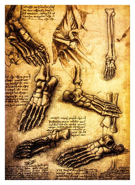 Leonardo Davinci ősi anatómiai rajzok — Stock Fotó