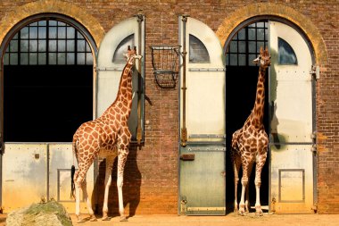 Giraffes at the London Zoo clipart