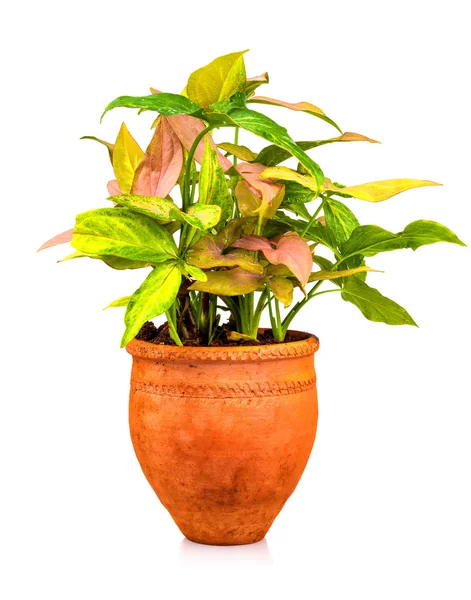 Ornamental plant planted on a red clay pot — Stock Photo, Image