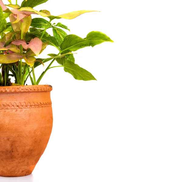 Tropical plant on a red clay pot — Stock Photo, Image