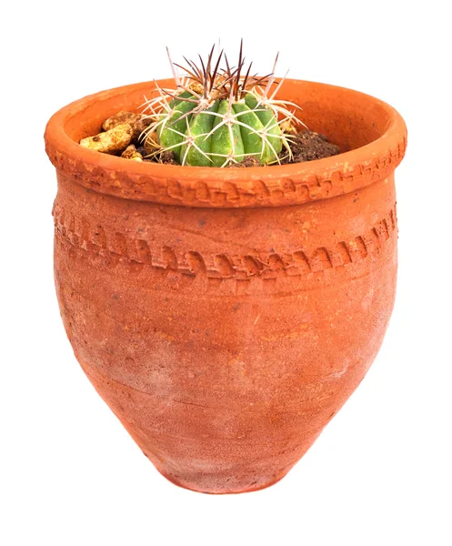 Small cactus planted on a red clay pot — Stock Photo, Image