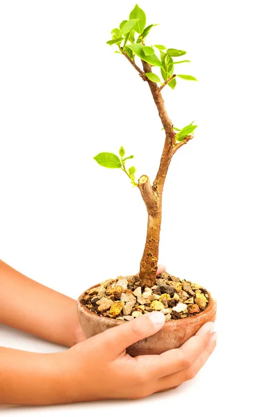 Mãos segurando um pote com uma árvore jovem — Fotografia de Stock